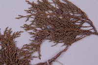 大果圓柏藏品圖，第4張