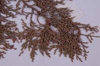 大果圓柏藏品圖，第5張