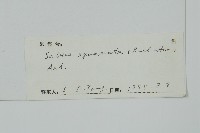 高山柏藏品圖，第2張