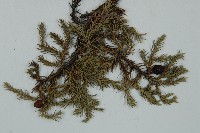 高山柏藏品圖，第3張