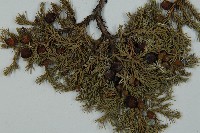 高山柏藏品圖，第4張