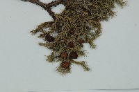 高山柏藏品圖，第5張