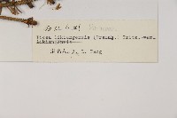 麗江雲杉藏品圖，第2張