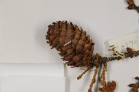 麗江雲杉藏品圖，第3張