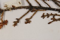 麗江雲杉藏品圖，第5張