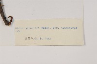 大果紅杉藏品圖，第2張