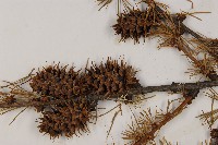 大果紅杉藏品圖，第3張