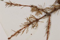 大果紅杉藏品圖，第4張