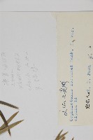 高山三尖杉藏品圖，第2張