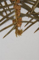 高山三尖杉藏品圖，第3張