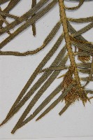 高山三尖杉藏品圖，第4張