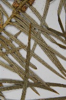 高山三尖杉藏品圖，第5張