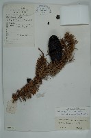 急尖長苞冷杉藏品圖，第1張