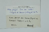 急尖長苞冷杉藏品圖，第2張