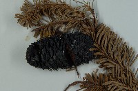 急尖長苞冷杉藏品圖，第3張