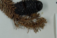 急尖長苞冷杉藏品圖，第5張