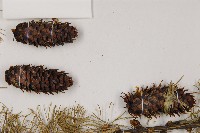 大果紅杉藏品圖，第3張