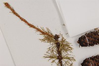 大果紅杉藏品圖，第4張