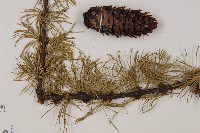 大果紅杉藏品圖，第5張