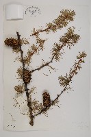 怒江紅杉藏品圖，第1張