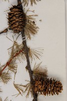 怒江紅杉藏品圖，第3張