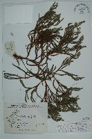 小果垂枝柏藏品圖，第1張