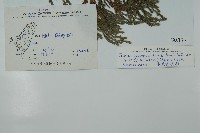 小果垂枝柏藏品圖，第2張