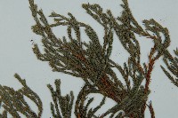 小果垂枝柏藏品圖，第3張