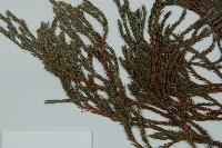 小果垂枝柏藏品圖，第4張