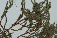 小果垂枝柏藏品圖，第5張