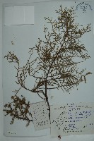 方枝柏藏品圖，第1張