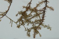 方枝柏藏品圖，第3張