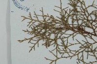 方枝柏藏品圖，第4張