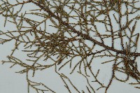 方枝柏藏品圖，第5張