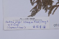 垂枝香柏藏品圖，第2張