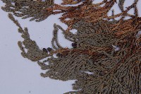 垂枝香柏藏品圖，第3張