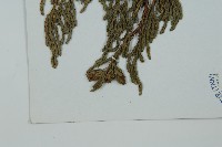 垂枝香柏藏品圖，第5張
