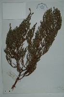 垂枝香柏藏品圖，第1張