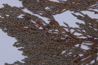 垂枝香柏藏品圖，第3張