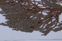 垂枝香柏藏品圖，第4張