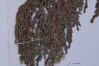 垂枝香柏藏品圖，第5張