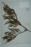 垂枝香柏藏品圖，第1張