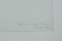 垂枝香柏藏品圖，第2張