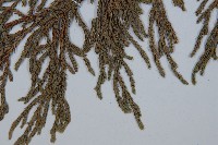 垂枝香柏藏品圖，第3張