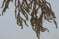 垂枝香柏藏品圖，第4張