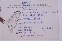滇藏方枝柏藏品圖，第2張