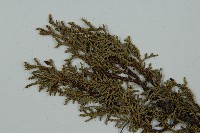 滇藏方枝柏藏品圖，第3張