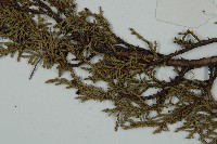 滇藏方枝柏藏品圖，第4張