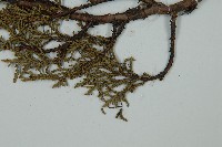 滇藏方枝柏藏品圖，第5張