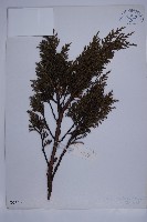 滇藏方枝柏藏品圖，第1張